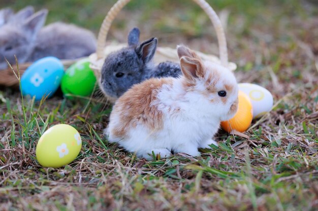 Photo close-up of rabbit on grassy field