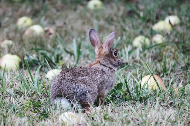 Photo close-up of rabbit on grassy field