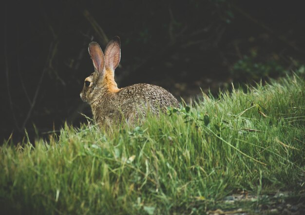 Photo close-up of rabbit on grassy field