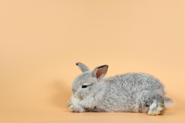 Close-up of a rabbit over gray background