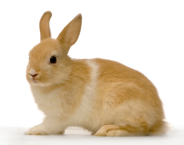 Close up on rabbit isolated