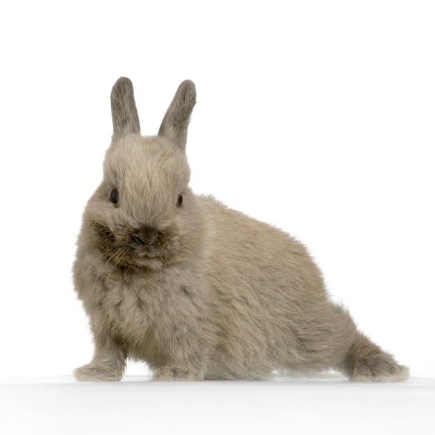 Photo close up on rabbit isolated