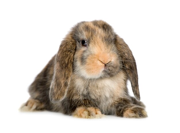 Close up on rabbit isolated