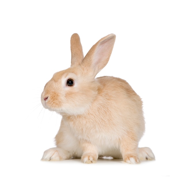 Close up on rabbit isolated