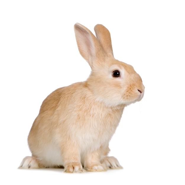 Close up on rabbit isolated