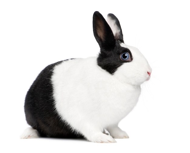 Close up on rabbit isolated