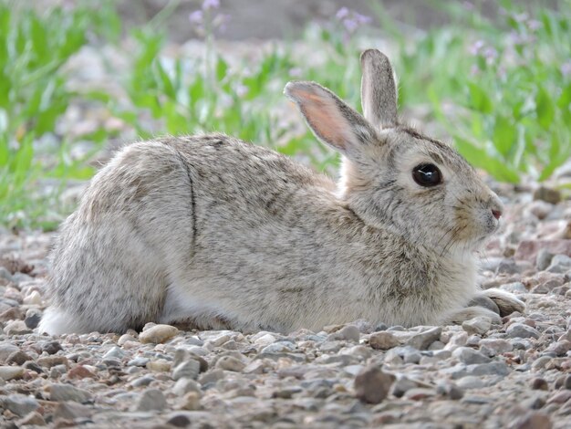 Close-up of a rabbit on land