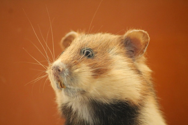 Photo close-up of a rabbit looking away