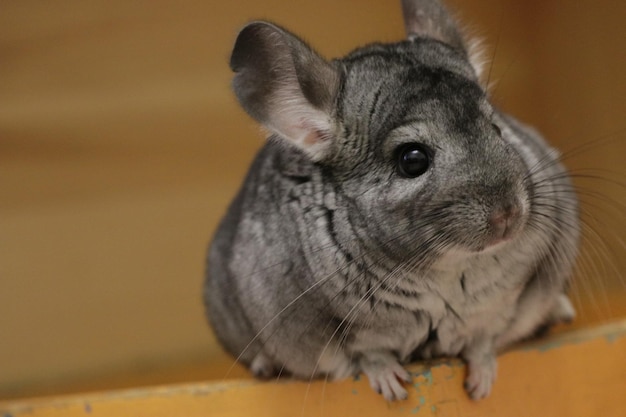 Photo close-up of a rabbit looking away