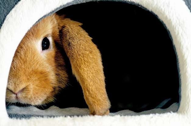 close-up of rabbit in pet home