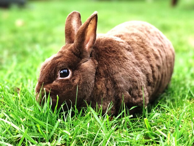 Photo close-up of rabbit sitting on grassy field