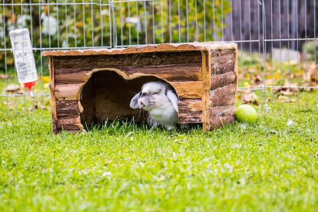 close-up of rabbit under wood on grassy field