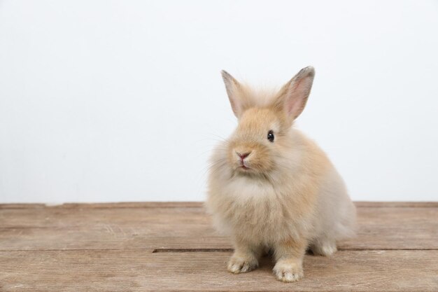 Photo close-up of a rabbit on wood