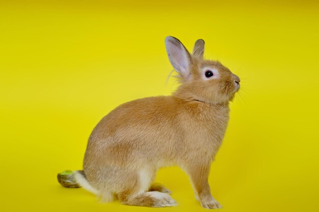 Close-up of a rabbit over yellow background