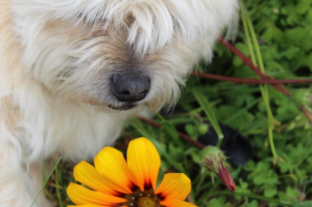 Photo close-up of rabbit on yellow flower