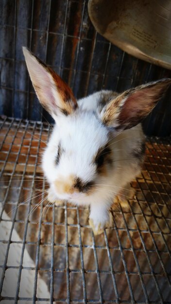 Photo close-up of rabbit