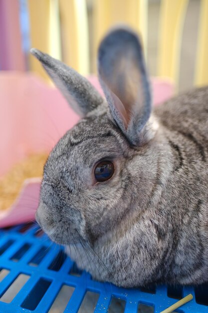 Close-up of a rabbit