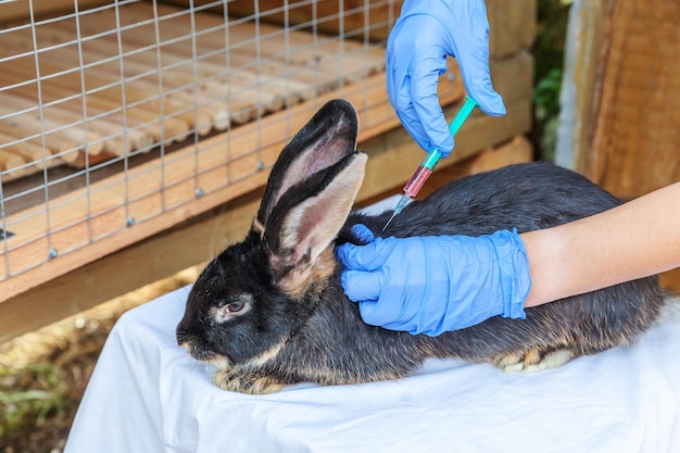 Photo close-up of rabbit