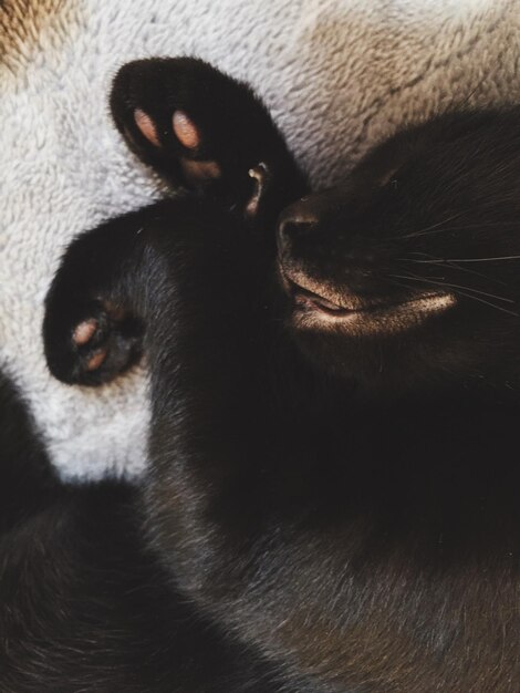 Close-up of a rabbit