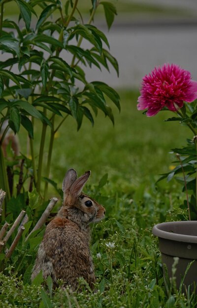 Close-up of rabbit