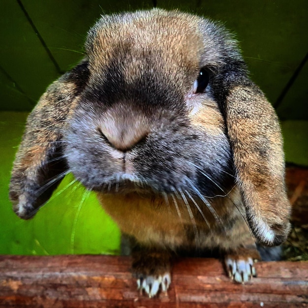 Photo close-up of rabbit