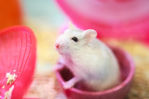 Close-up of a rabbit