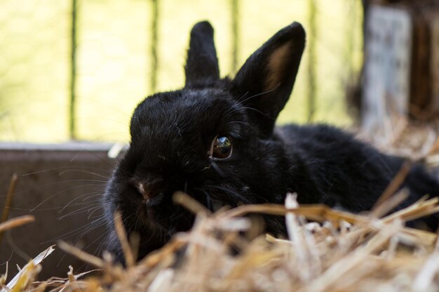 Photo close-up of rabbit