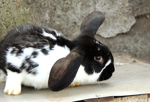 Photo close-up of rabbit