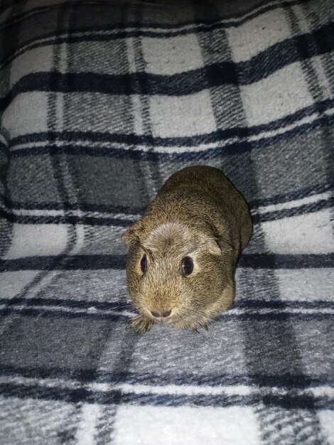 Photo close-up of rabbit