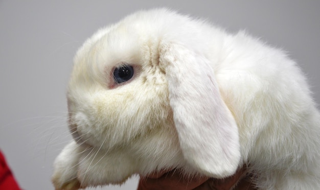 Photo close-up of rabbit