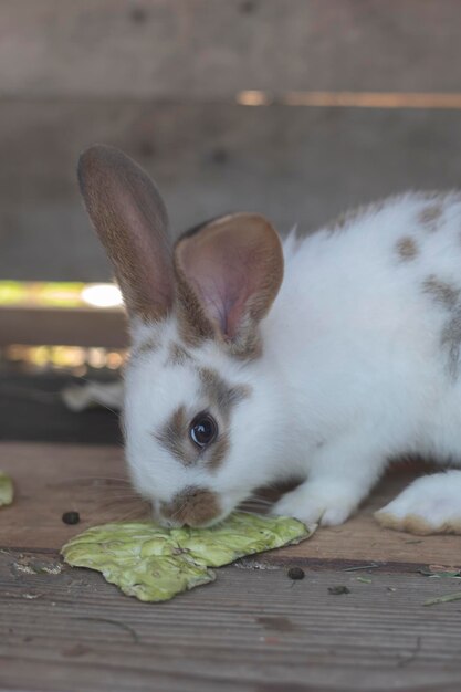 Foto prossimo piano di un coniglio