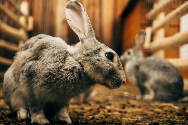 Photo close-up of rabbit