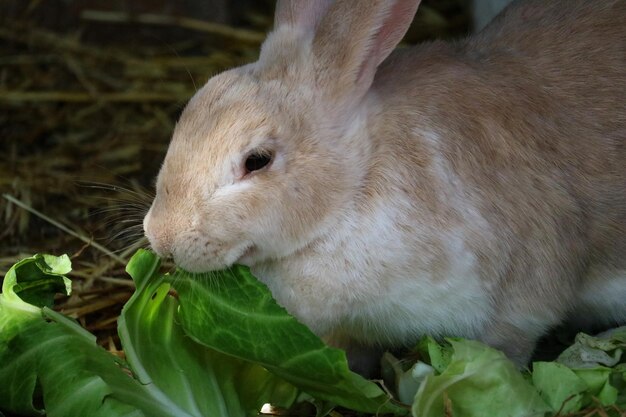 Close-up of rabbit