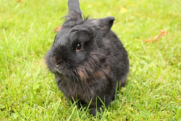 Photo close-up of a rabbits on grass