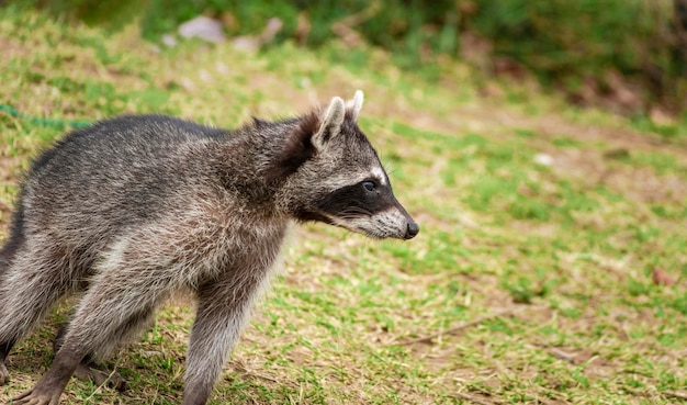 Close up of a raccoon on the grass portrait of a cute raccoon\
in its habitat a procyon on the grass