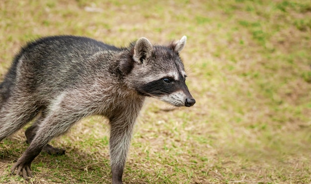 Close up of a raccoon on the grass portrait of a cute raccoon\
in its habitat a procyon on the grass