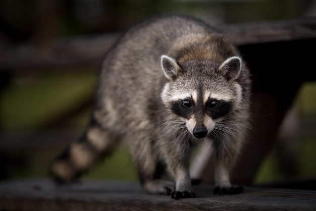 Photo close-up of raccoon