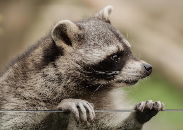 Photo close-up of raccoon