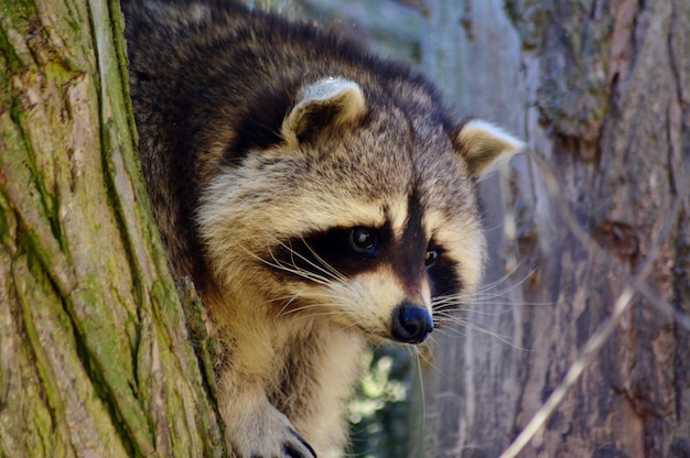 close up of a raccoon