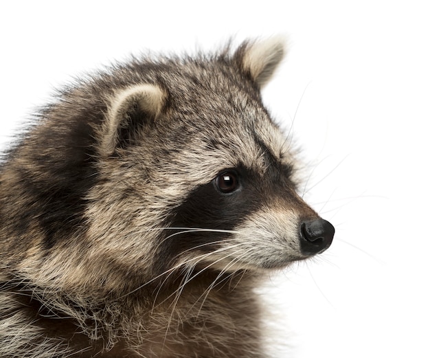 Photo close-up of a racoon, procyon iotor, isolated on white