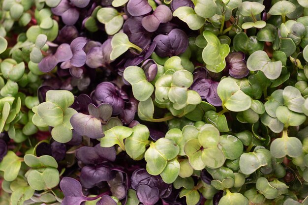 Close-up of radish microgreens leaves, background of vegetable sprouts, top view.