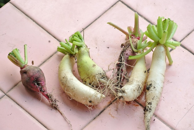 Photo close-up of radish on tiled floor