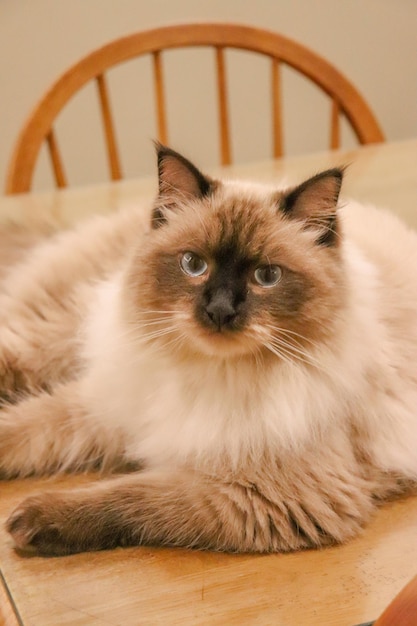 Foto close-up di un gatto ragdoll sdraiato sul tavolo