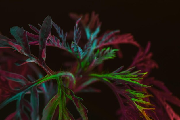 Photo close up ragweed with color light on a black background macro photography view