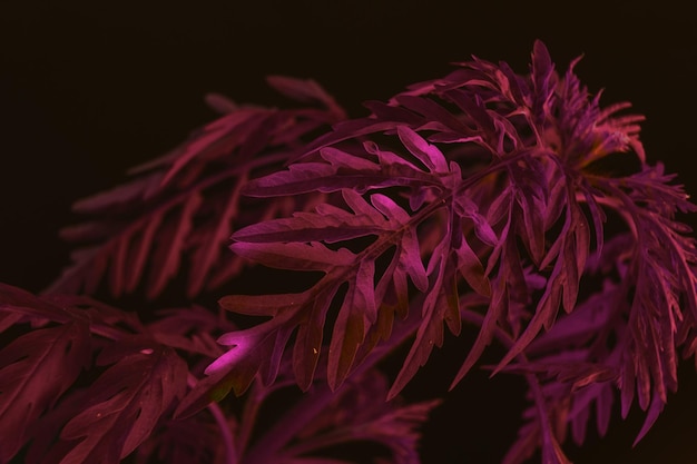 Photo close up ragweed with color light on a black background macro photography view