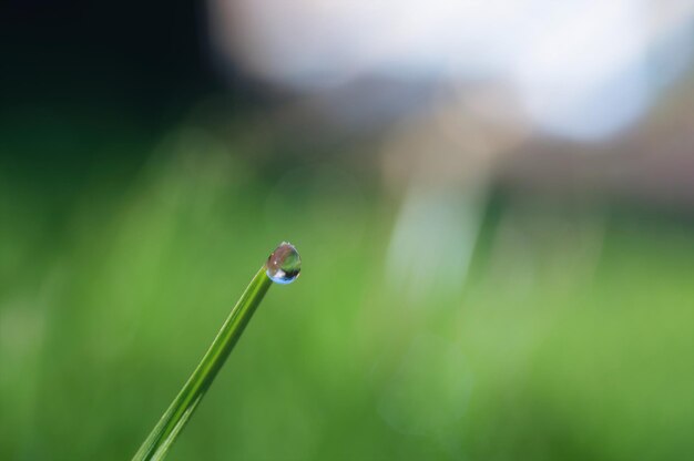 Close up rain drop on green leaf with in the morning Morning dew transparent water on wild forest Beautiful Fresh natural background for eco friendly concept