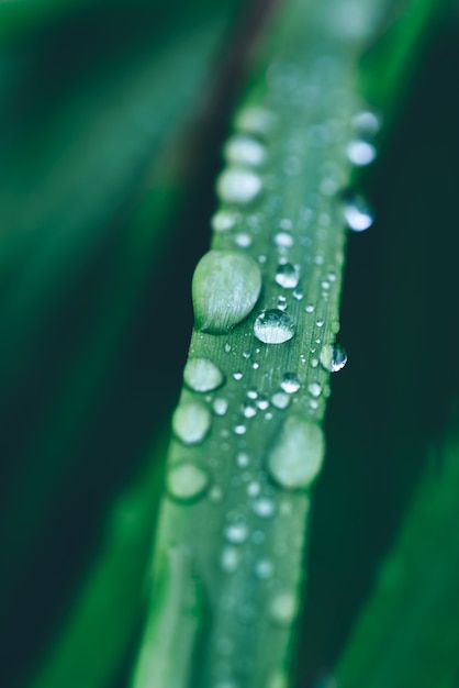 Close up of rain drops on the grass