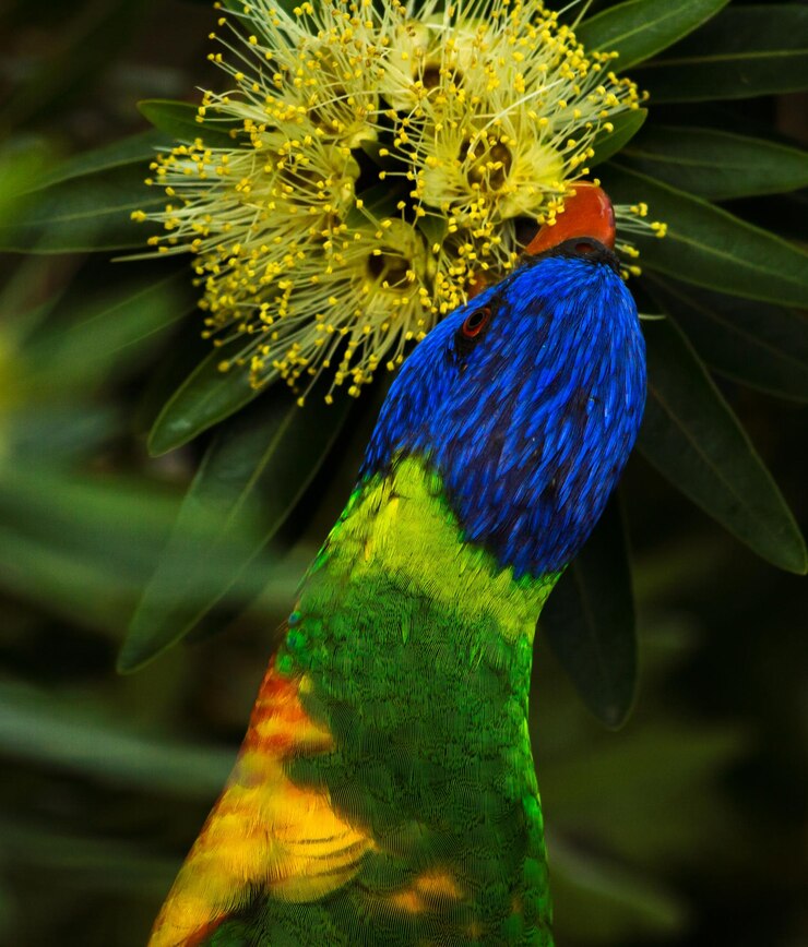 Photo レインボー・ロリケートが花を食べているクローズアップ