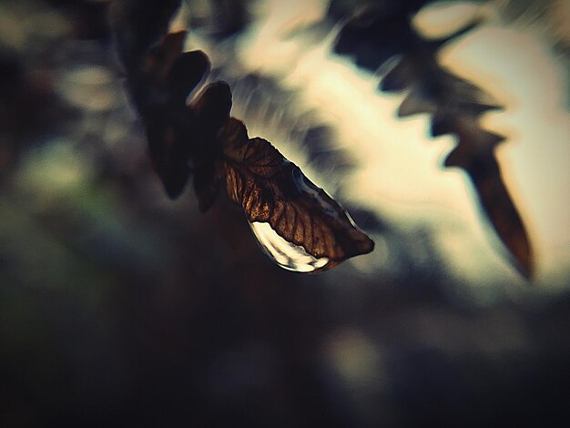 Photo close-up of raindrop on a leaf