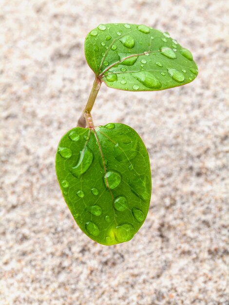 春の時期に成長する若い植物に雨滴を閉じます。